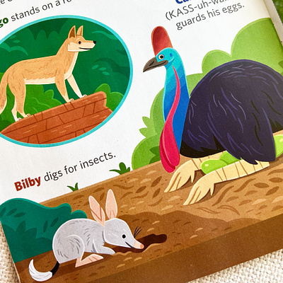 Animals of Australia animals australia childrens book childrens books illustration kidlitart nature wildlife
